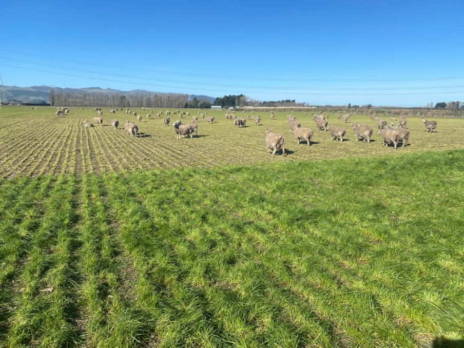 Late pregnancy ewes grazing Reason AR37 perennial ryegrass, which was then taken through to seed production for our first pre-commercial seed crop.